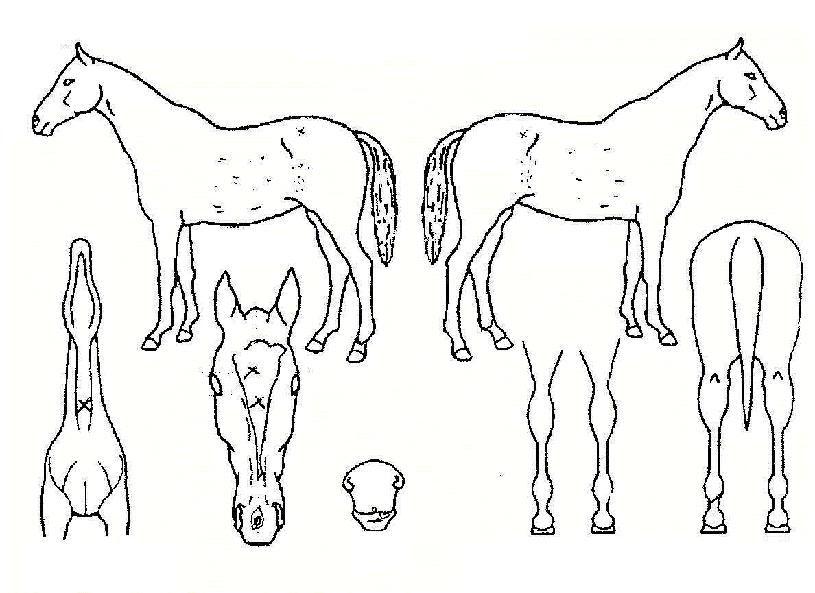 �ڼ����� ����,���,�޸�,�λ�,�ٸ��� Ư¡����