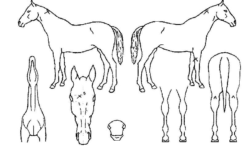 �������� ����,���,�޸�,�λ�,�ٸ��� Ư¡����