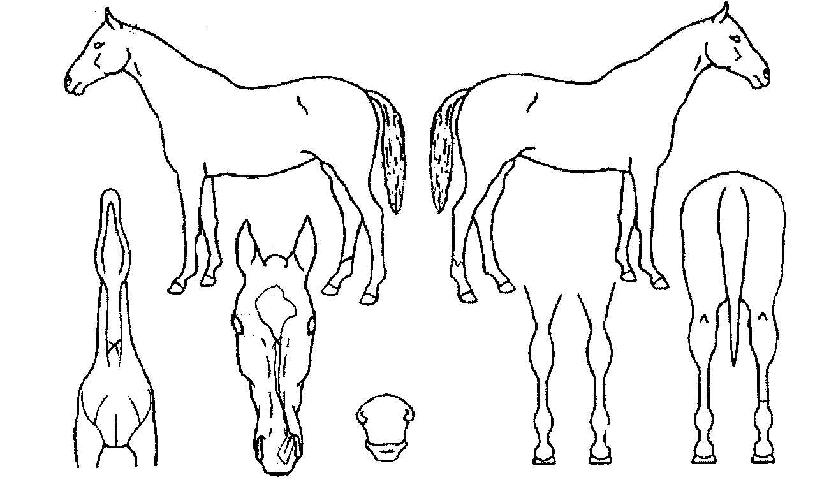 ���ο����� ����,���,�޸�,�λ�,�ٸ��� Ư¡����