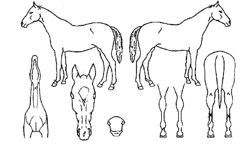 ¸í°¡ÀDzÞÀÇ Ãø¸é,¿ì¸é,µÞ¸é,µÎ»ó,´Ù¸®ÀÇ Æ¯Â¡µµÇØ