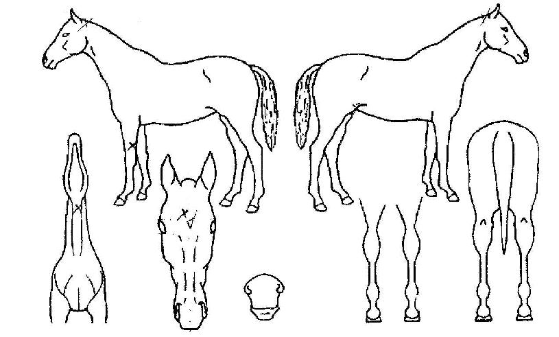 ������ ����,���,�޸�,�λ�,�ٸ��� Ư¡����