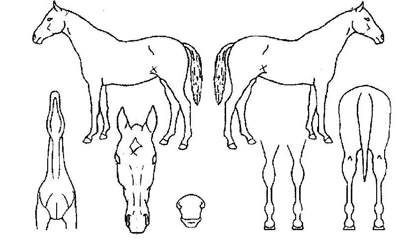 õ±¹ÀǽÅÈÀÇ Ãø¸é,¿ì¸é,µÞ¸é,µÎ»ó,´Ù¸®ÀÇ Æ¯Â¡µµÇØ