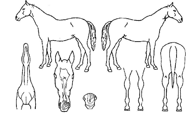 ��ȭ������ ����,���,�޸�,�λ�,�ٸ��� Ư¡����