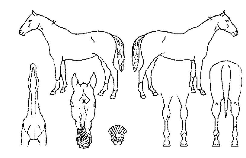 ���������� ����,���,�޸�,�λ�,�ٸ��� Ư¡����