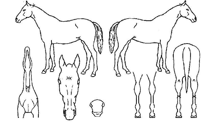 µå¶ó¸¶ÀÇ Ãø¸é,¿ì¸é,µÞ¸é,µÎ»ó,´Ù¸®ÀÇ Æ¯Â¡µµÇØ