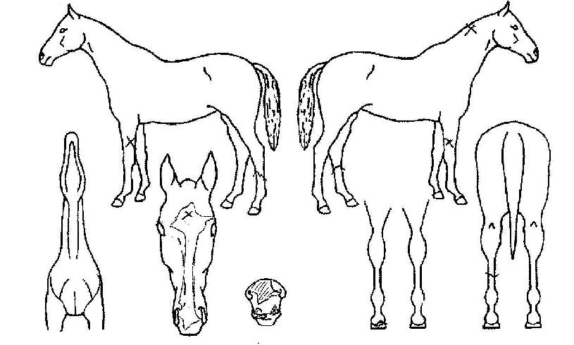 �깫���� ����,���,�޸�,�λ�,�ٸ��� Ư¡����