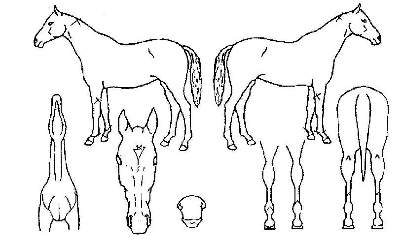 ÇǾÀÇ Ãø¸é,¿ì¸é,µÞ¸é,µÎ»ó,´Ù¸®ÀÇ Æ¯Â¡µµÇØ