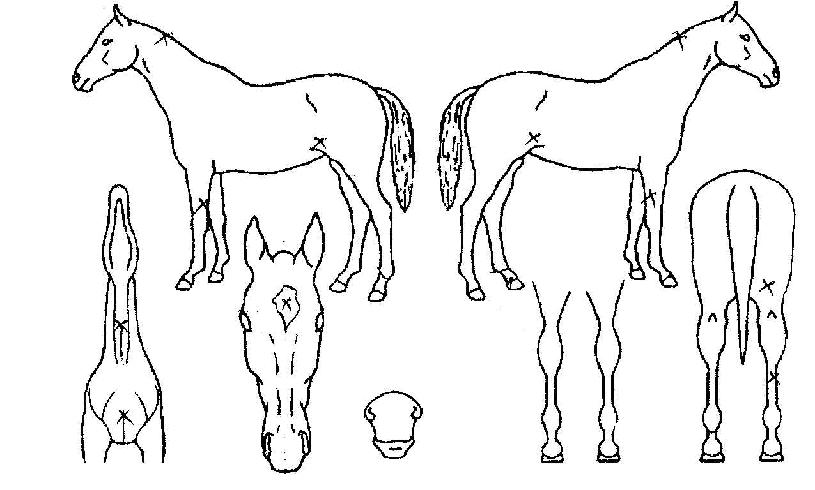 �պ�ġ�� ����,���,�޸�,�λ�,�ٸ��� Ư¡����