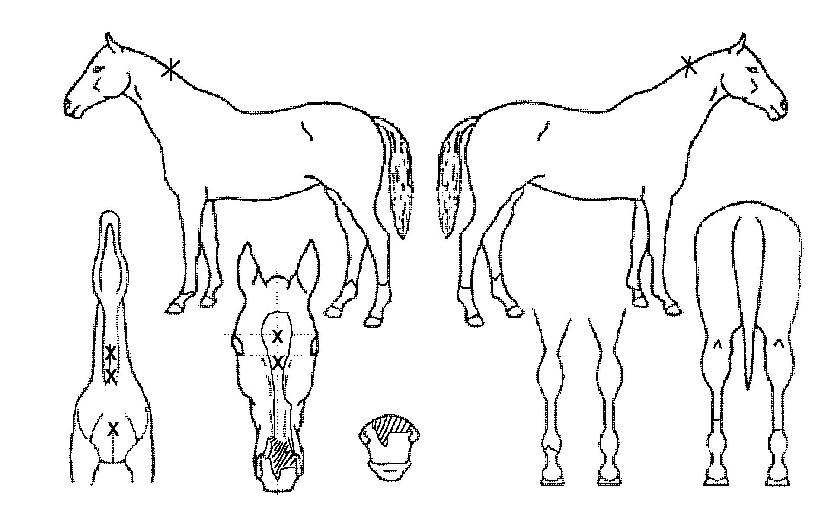 ư���� ����,���,�޸�,�λ�,�ٸ��� Ư¡����