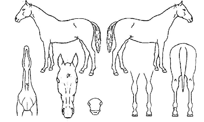 ����ŸƮ�� ����,���,�޸�,�λ�,�ٸ��� Ư¡����