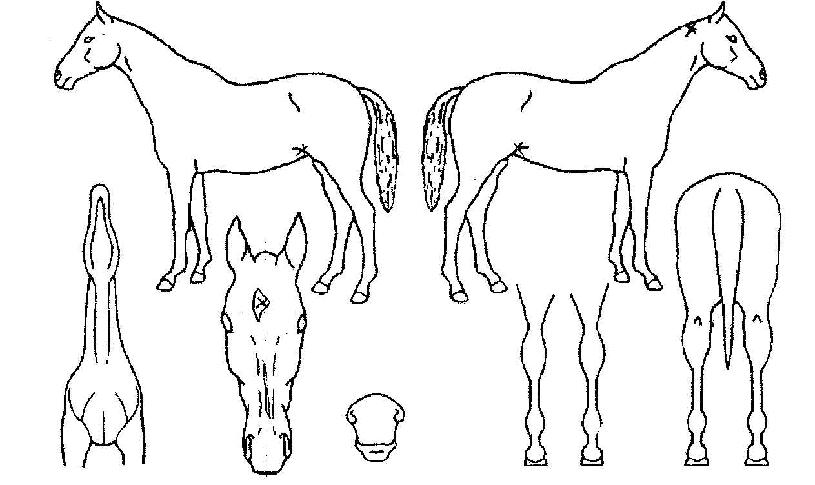 ¾Ç¹Ù¸®ÀÇ Ãø¸é,¿ì¸é,µÞ¸é,µÎ»ó,´Ù¸®ÀÇ Æ¯Â¡µµÇØ