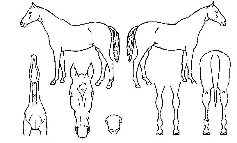 ���ǳ����� ����,���,�޸�,�λ�,�ٸ��� Ư¡����