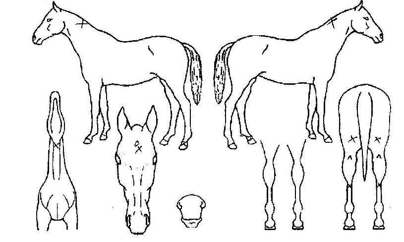 ¸í¶ûÀÇ Ãø¸é,¿ì¸é,µÞ¸é,µÎ»ó,´Ù¸®ÀÇ Æ¯Â¡µµÇØ