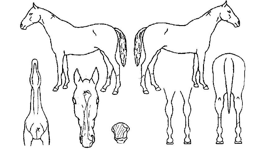 ÇÙµ¹ÆÄÀÇ Ãø¸é,¿ì¸é,µÞ¸é,µÎ»ó,´Ù¸®ÀÇ Æ¯Â¡µµÇØ