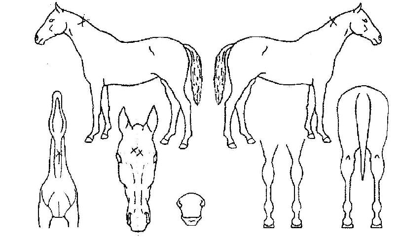 Ư���� ����,���,�޸�,�λ�,�ٸ��� Ư¡����