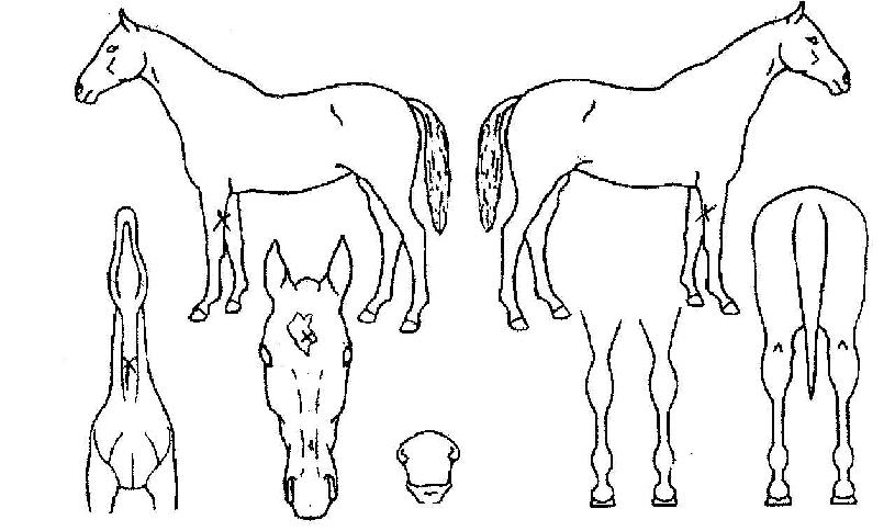 ���̵�ŷ�� ����,���,�޸�,�λ�,�ٸ��� Ư¡����