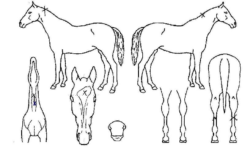 ¿ì½Â¿¹¾àÀÇ Ãø¸é,¿ì¸é,µÞ¸é,µÎ»ó,´Ù¸®ÀÇ Æ¯Â¡µµÇØ