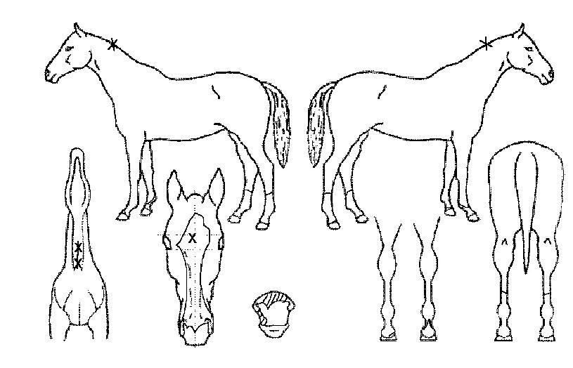 Ç츣¸Þ½ºÀÇ Ãø¸é,¿ì¸é,µÞ¸é,µÎ»ó,´Ù¸®ÀÇ Æ¯Â¡µµÇØ