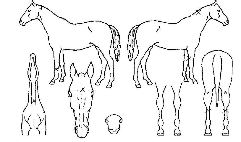 ��ݳ����� ����,���,�޸�,�λ�,�ٸ��� Ư¡����