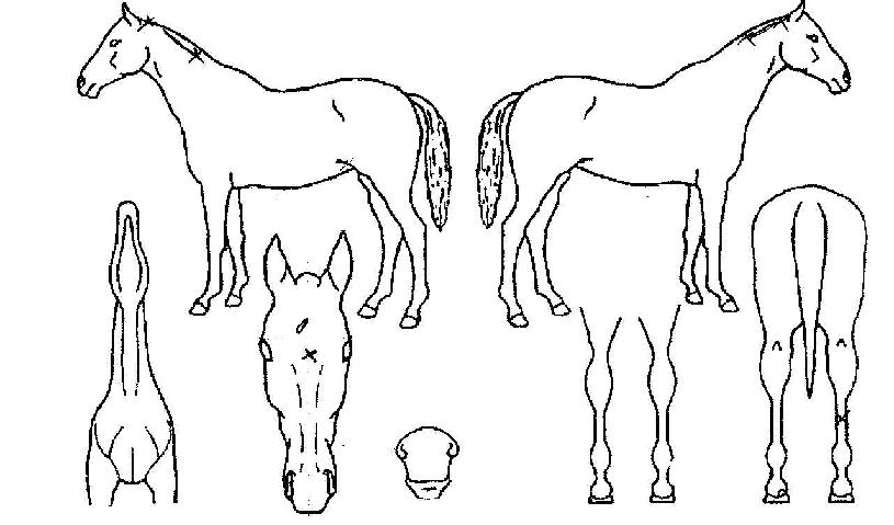 ��õ���� ����,���,�޸�,�λ�,�ٸ��� Ư¡����