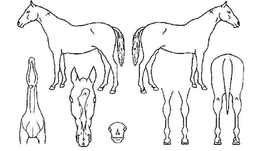 °úõÀǼ±ÅÃÀÚ¸¶ÀÇ Ãø¸é,¿ì¸é,µÞ¸é,µÎ»ó,´Ù¸®ÀÇ Æ¯Â¡µµÇØ