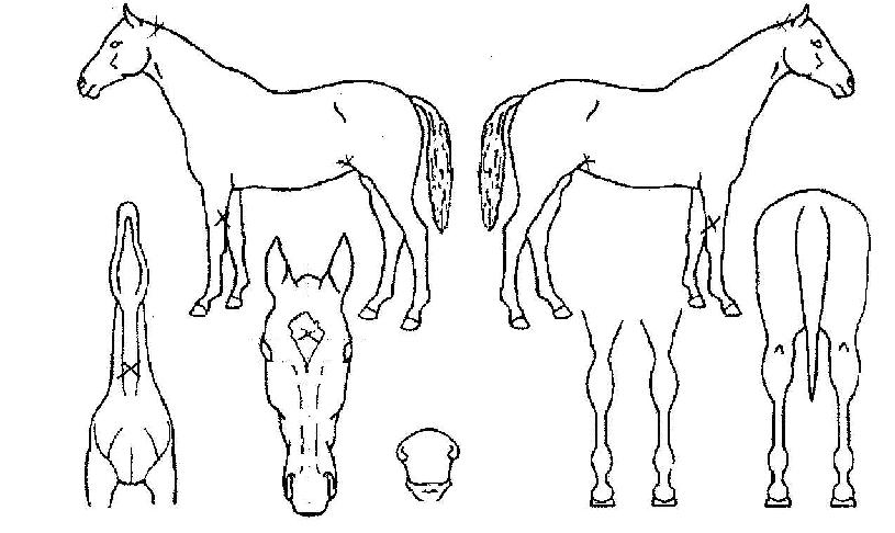 ������ ����,���,�޸�,�λ�,�ٸ��� Ư¡����