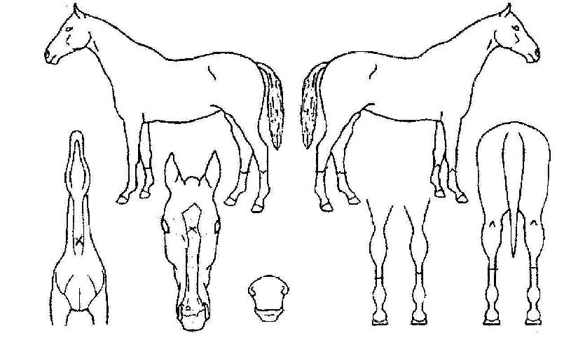 ¼Û°æÀÇ Ãø¸é,¿ì¸é,µÞ¸é,µÎ»ó,´Ù¸®ÀÇ Æ¯Â¡µµÇØ