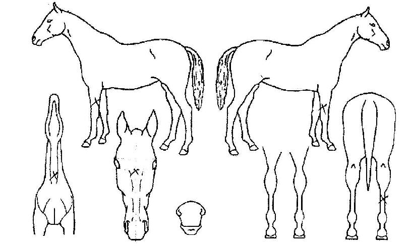 Ã»ÇØÁøÀÚ¸¶ÀÇ Ãø¸é,¿ì¸é,µÞ¸é,µÎ»ó,´Ù¸®ÀÇ Æ¯Â¡µµÇØ