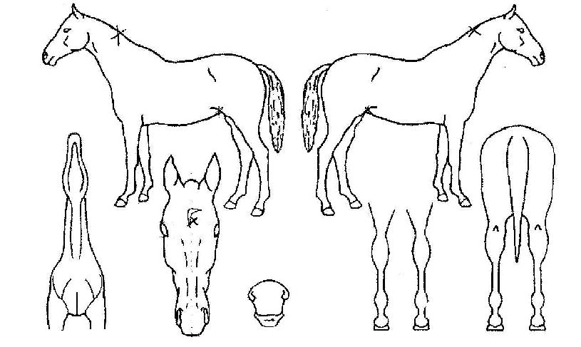 ���ʽ��ٿ�Ƽ�� ����,���,�޸�,�λ�,�ٸ��� Ư¡����