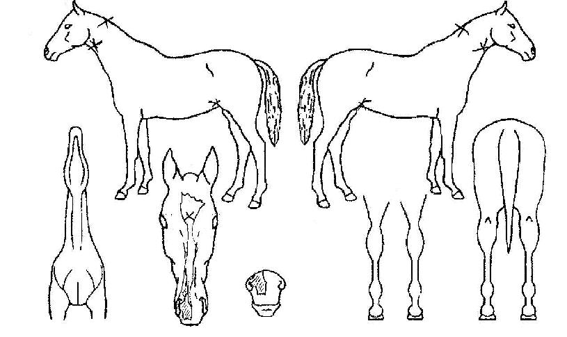 â´ëÀÇ Ãø¸é,¿ì¸é,µÞ¸é,µÎ»ó,´Ù¸®ÀÇ Æ¯Â¡µµÇØ