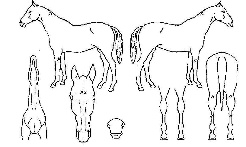 »õµ¿»êÀÇ Ãø¸é,¿ì¸é,µÞ¸é,µÎ»ó,´Ù¸®ÀÇ Æ¯Â¡µµÇØ