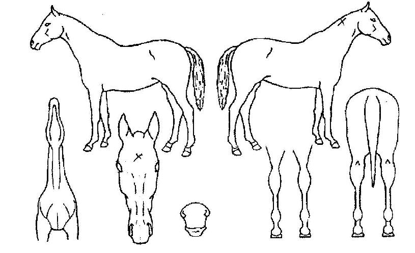 ÇÁ¶óÀÌÁî¿À³ÊÀÇ Ãø¸é,¿ì¸é,µÞ¸é,µÎ»ó,´Ù¸®ÀÇ Æ¯Â¡µµÇØ