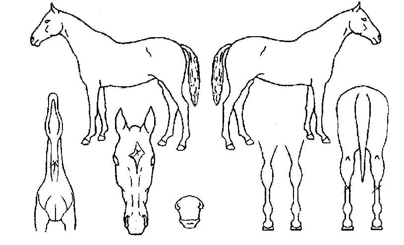 ¼Ò³Ä¹èºíÀÇ Ãø¸é,¿ì¸é,µÞ¸é,µÎ»ó,´Ù¸®ÀÇ Æ¯Â¡µµÇØ