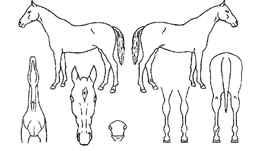 õ�������� ����,���,�޸�,�λ�,�ٸ��� Ư¡����