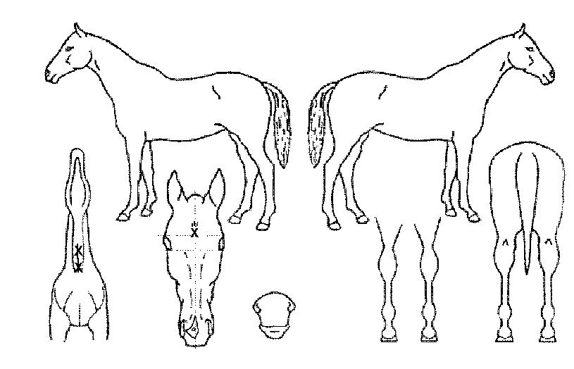 Çã´Ï¹®ÀÇ Ãø¸é,¿ì¸é,µÞ¸é,µÎ»ó,´Ù¸®ÀÇ Æ¯Â¡µµÇØ