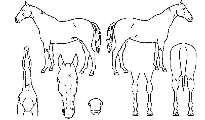 ¼ÃµÀå»çÀÇ Ãø¸é,¿ì¸é,µÞ¸é,µÎ»ó,´Ù¸®ÀÇ Æ¯Â¡µµÇØ