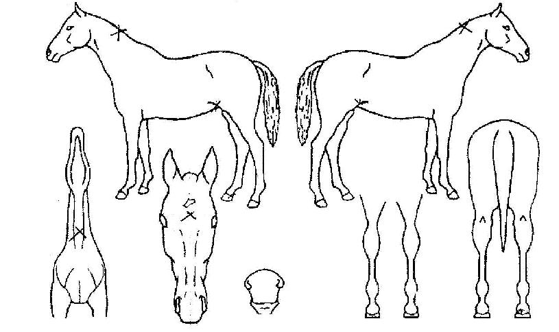 ¾ÆÁö¶ûÀÌÀÇ Ãø¸é,¿ì¸é,µÞ¸é,µÎ»ó,´Ù¸®ÀÇ Æ¯Â¡µµÇØ