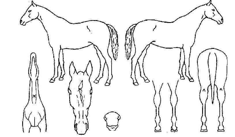 �λ�뺴�� ����,���,�޸�,�λ�,�ٸ��� Ư¡����