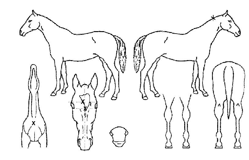 ºß·Î¶óÀÚ¸¶ÀÇ Ãø¸é,¿ì¸é,µÞ¸é,µÎ»ó,´Ù¸®ÀÇ Æ¯Â¡µµÇØ