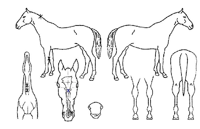 ´ëõdzÀÇ Ãø¸é,¿ì¸é,µÞ¸é,µÎ»ó,´Ù¸®ÀÇ Æ¯Â¡µµÇØ