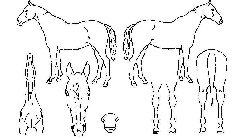 ±ÝÁö¿Á¿±ÀÇ Ãø¸é,¿ì¸é,µÞ¸é,µÎ»ó,´Ù¸®ÀÇ Æ¯Â¡µµÇØ