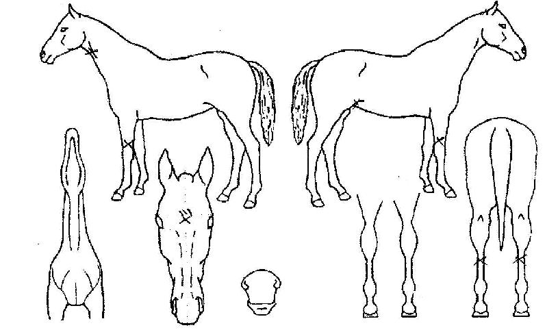 ¸®µùÈ÷¾î·ÎÀÇ Ãø¸é,¿ì¸é,µÞ¸é,µÎ»ó,´Ù¸®ÀÇ Æ¯Â¡µµÇØ