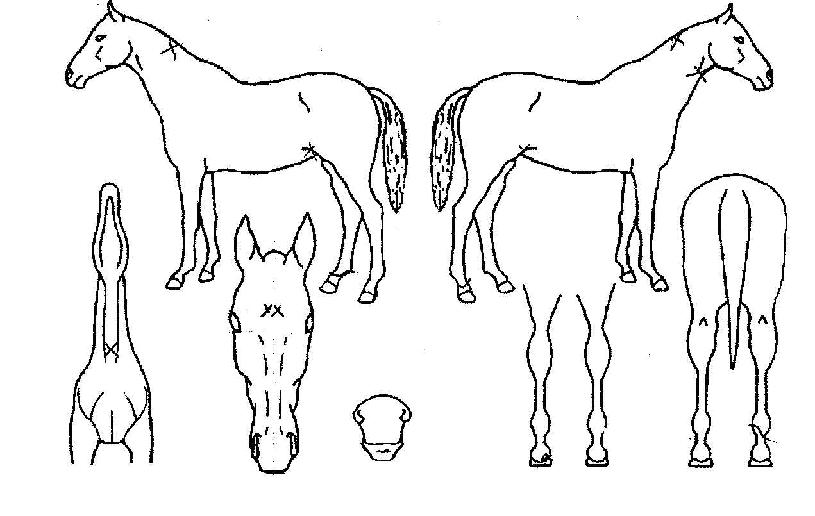 ´ëÁß¿øÀÇ Ãø¸é,¿ì¸é,µÞ¸é,µÎ»ó,´Ù¸®ÀÇ Æ¯Â¡µµÇØ