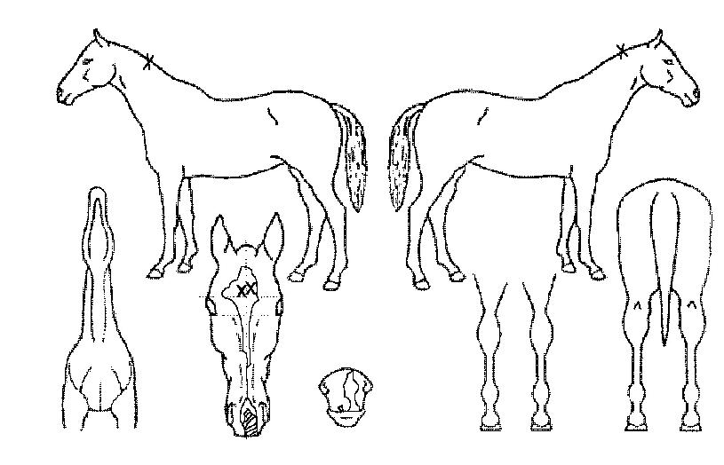 ³ë¹ÙÀÇ Ãø¸é,¿ì¸é,µÞ¸é,µÎ»ó,´Ù¸®ÀÇ Æ¯Â¡µµÇØ