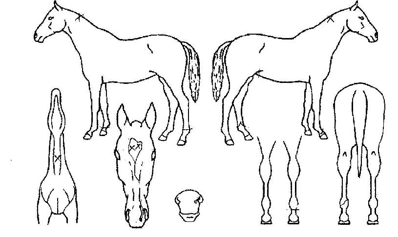 ¹«·®¹«º¯ÀÇ Ãø¸é,¿ì¸é,µÞ¸é,µÎ»ó,´Ù¸®ÀÇ Æ¯Â¡µµÇØ