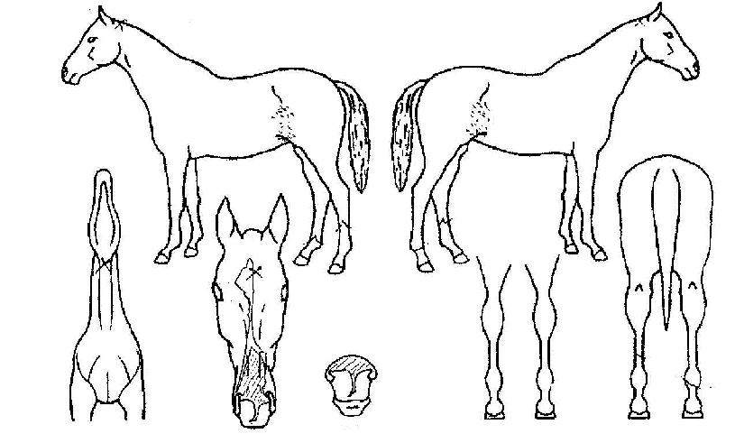 ���������� ����,���,�޸�,�λ�,�ٸ��� Ư¡����