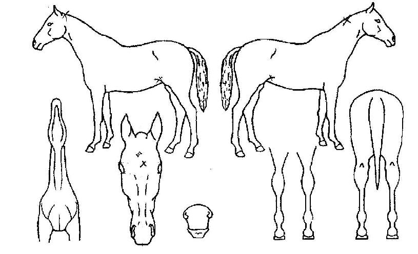 �������¾��� ����,���,�޸�,�λ�,�ٸ��� Ư¡����