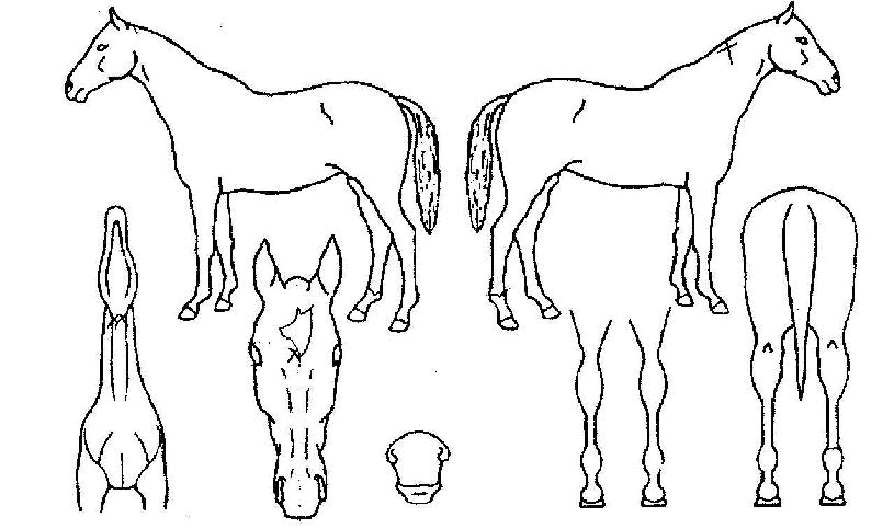 ¿Àµ¿µµÀÇ Ãø¸é,¿ì¸é,µÞ¸é,µÎ»ó,´Ù¸®ÀÇ Æ¯Â¡µµÇØ