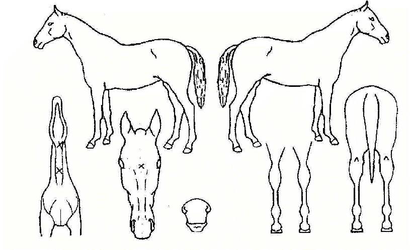 ���̵��Ŀ��� ����,���,�޸�,�λ�,�ٸ��� Ư¡����