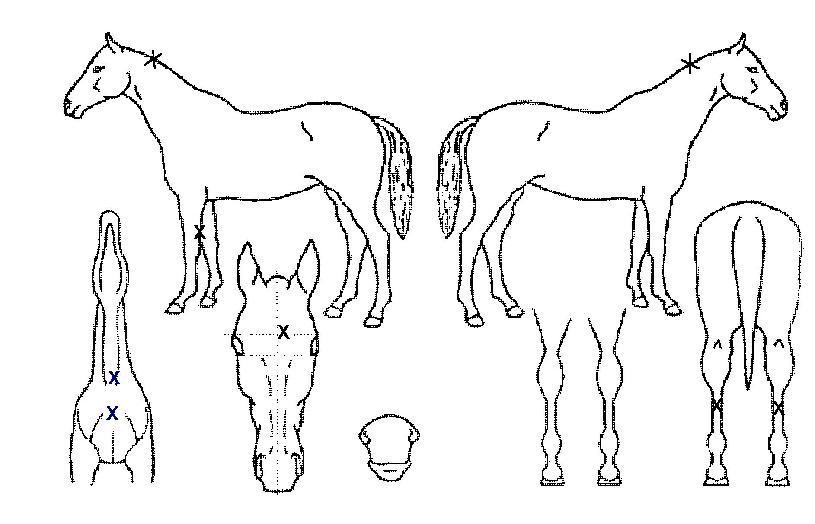 �ٴٹ����� ����,���,�޸�,�λ�,�ٸ��� Ư¡����